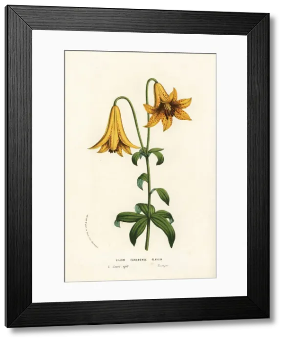 Framed Print : Canada lily, Lilium canadense Framed Print : Canada lily, Lilium canadense