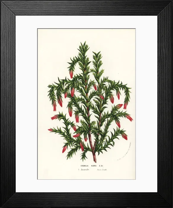 Framed Print : Spindle heath, Cosmelia rubra Framed Print : Spindle heath, Cosmelia rubra