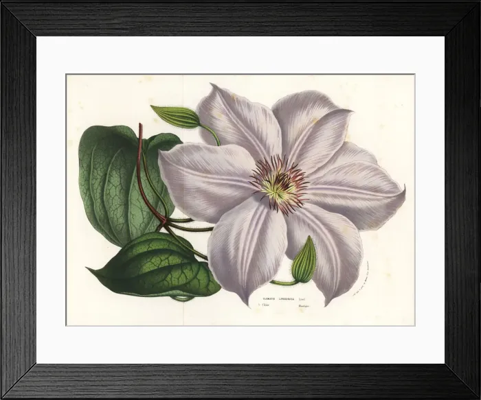 Framed Print : Clematis lanuginosa Framed Print : Clematis lanuginosa