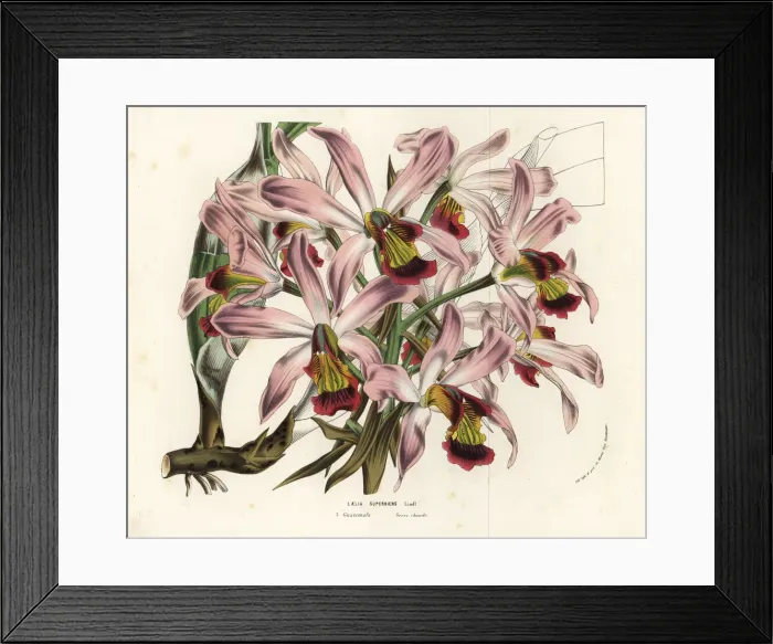 Framed Print : Laelia superbiens orchid Framed Print : Laelia superbiens orchid