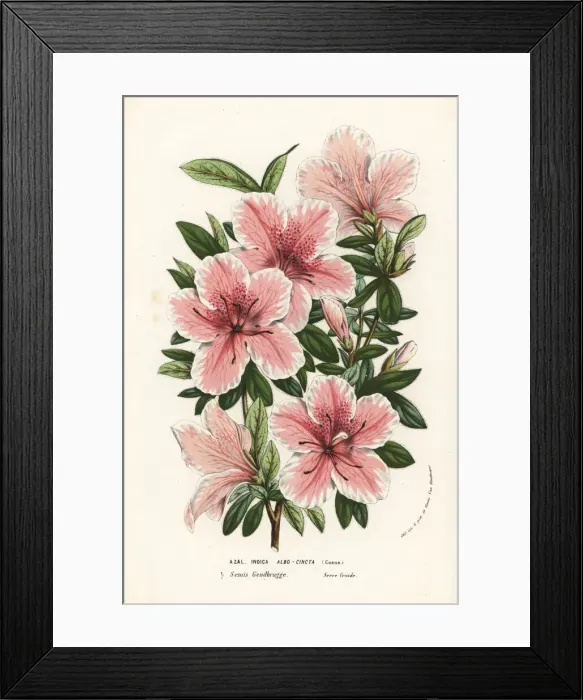 Framed Print : Azalea hybrid, Albo-Cincta, Rhododendron indicum Framed Print : Azalea hybrid, Albo-Cincta, Rhododendron indicum
