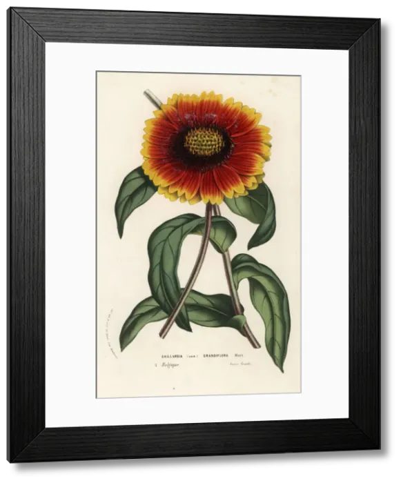 Framed Print : Blanket flower, Gaillardia grandiflora variety Framed Print : Blanket flower, Gaillardia grandiflora variety