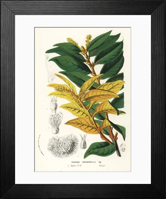 Framed Print : Golden chiquapin, Chrysolepis chrysophylla Framed Print : Golden chiquapin, Chrysolepis chrysophylla