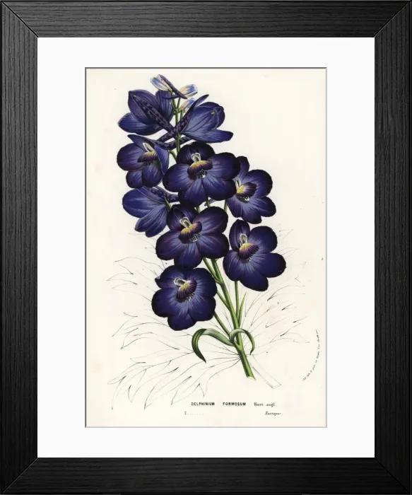 Framed Print : Larkspur hybrid, Delphinium formosum Framed Print : Larkspur hybrid, Delphinium formosum