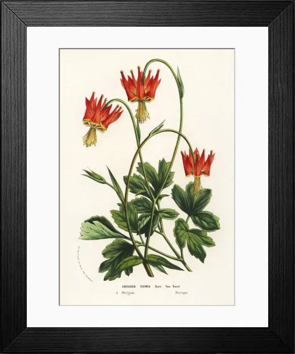 Framed Print : Serpentine columbine, Aquilegia eximia Framed Print : Serpentine columbine, Aquilegia eximia