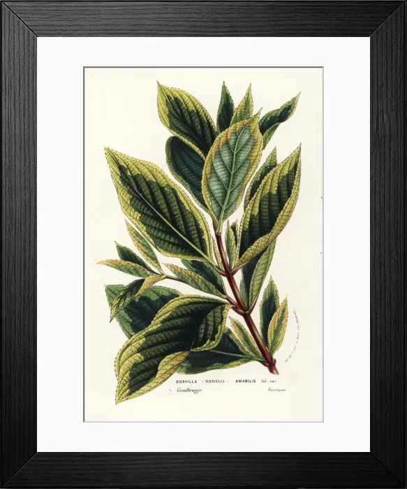 Framed Print : Japanese weigela, Weigela coraeensis Framed Print : Japanese weigela, Weigela coraeensis