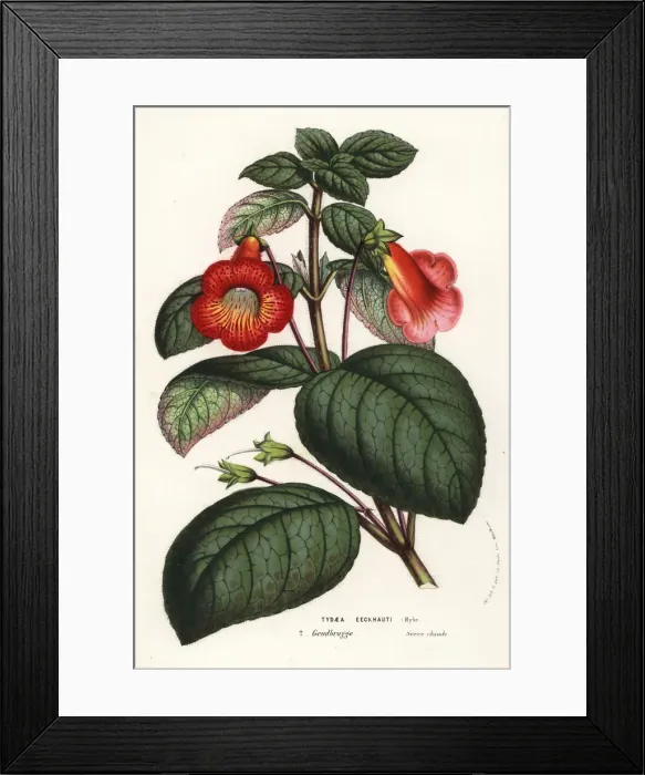 Framed Print : Kohleria eeckhauti Framed Print : Kohleria eeckhauti