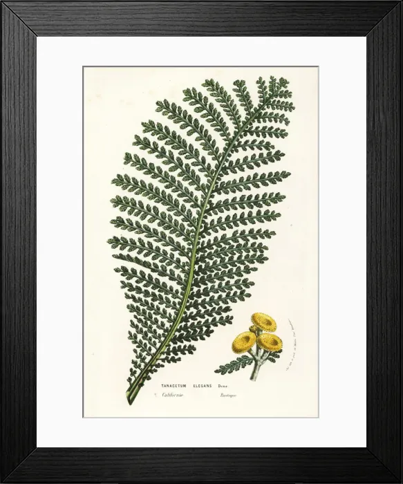 Framed Print : Elegant tansy, Tanacetum elegans Framed Print : Elegant tansy, Tanacetum elegans