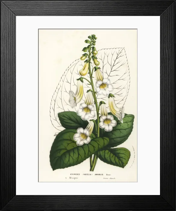 Framed Print : Tree gloxinia, Smithiantha amabilis Framed Print : Tree gloxinia, Smithiantha amabilis