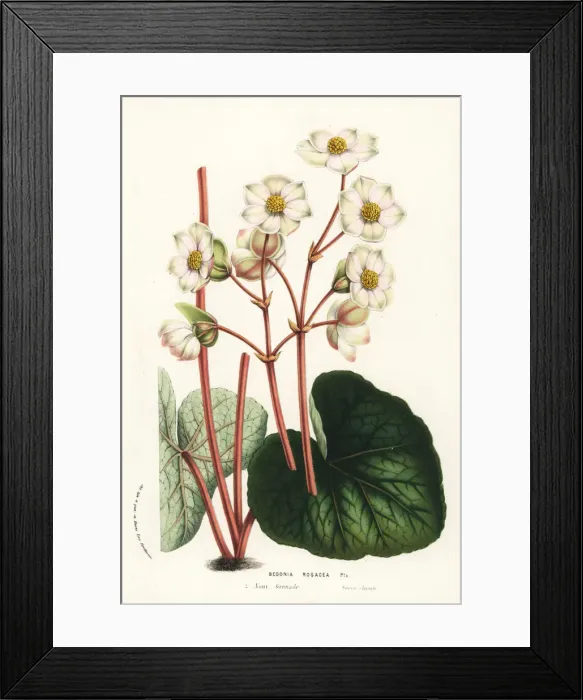 Framed Print : Pink begonia, Begonia rosacea Framed Print : Pink begonia, Begonia rosacea