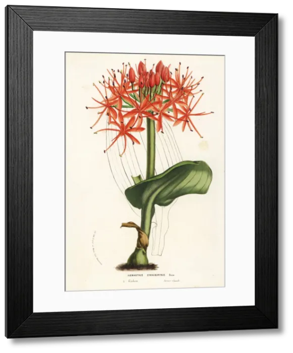 Framed Print : Scadoxus cinnabarinus from Gabon, Africa Framed Print : Scadoxus cinnabarinus from Gabon, Africa