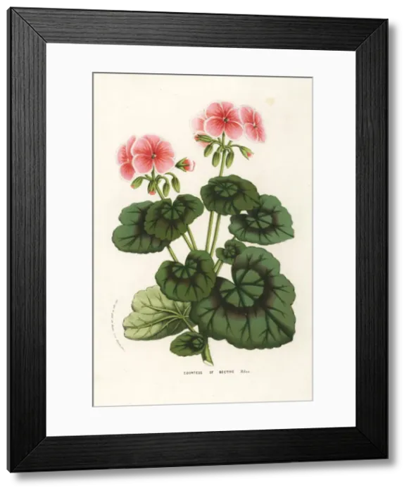 Framed Print : Geranium cultivar, Countess of Bective, Pelargonium zonale Framed Print : Geranium cultivar, Countess of Bective, Pelargonium zonale