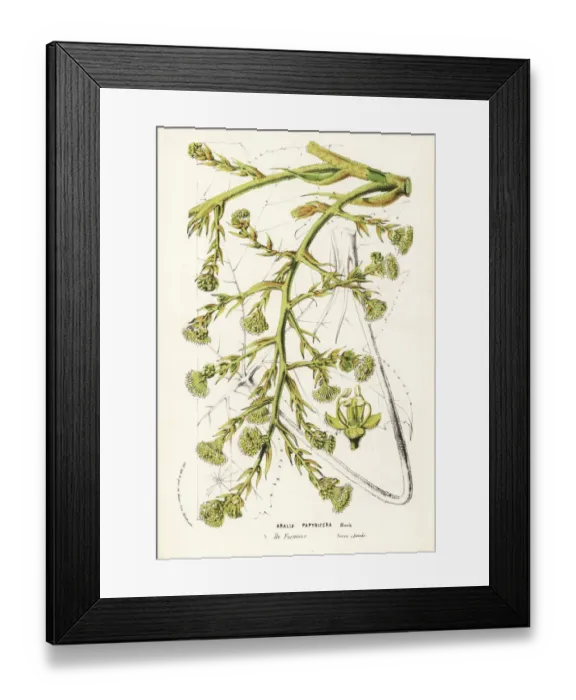 Framed Print : Rice-paper or pith-paper plant, Tetrapanax papyrifer Framed Print : Rice-paper or pith-paper plant, Tetrapanax papyrifer