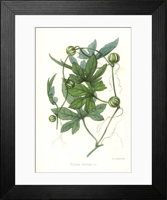 Framed Print : Melonleaf gourd, Cayaponia laciniosa Framed Print : Melonleaf gourd, Cayaponia laciniosa