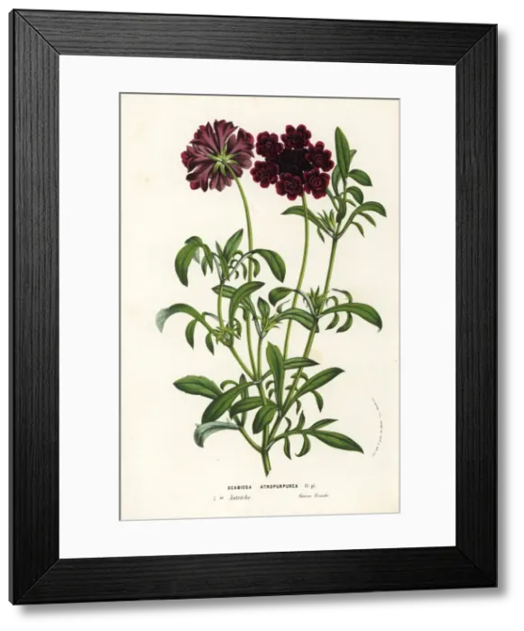Framed Print : Pincushion flower or sweet scabious, Scabiosa atropurpurea Framed Print : Pincushion flower or sweet scabious, Scabiosa atropurpurea