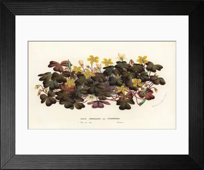 Framed Print : Creeping woodsorrel, Oxalis corniculata Framed Print : Creeping woodsorrel, Oxalis corniculata