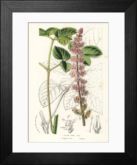 Framed Print : Chinese astilbe, Astilbe rubra Framed Print : Chinese astilbe, Astilbe rubra