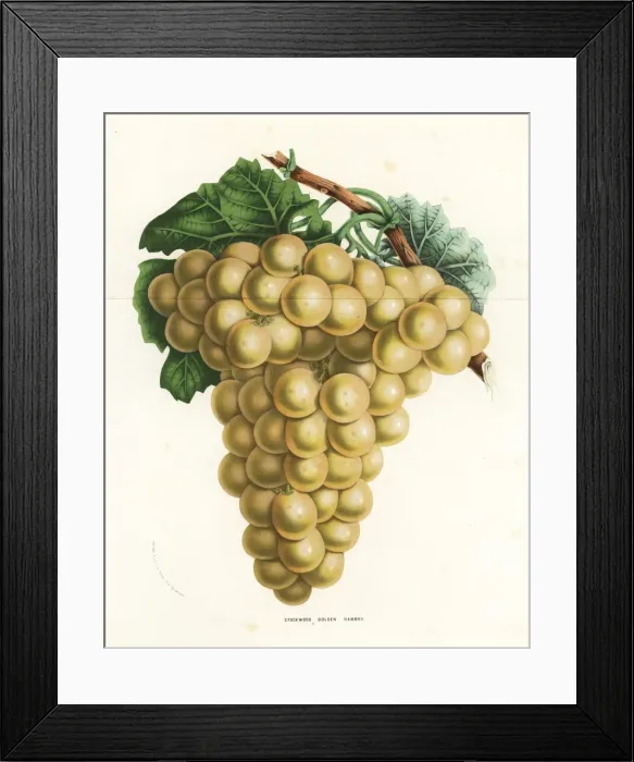 Framed Print : Stockwood golden hambro grape, Vitis vinifera Framed Print : Stockwood golden hambro grape, Vitis vinifera