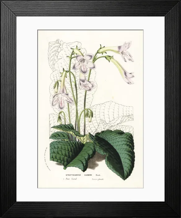 Framed Print : Captain Gardens streptocarpus, Streptocarpus gardenii Framed Print : Captain Gardens streptocarpus, Streptocarpus gardenii