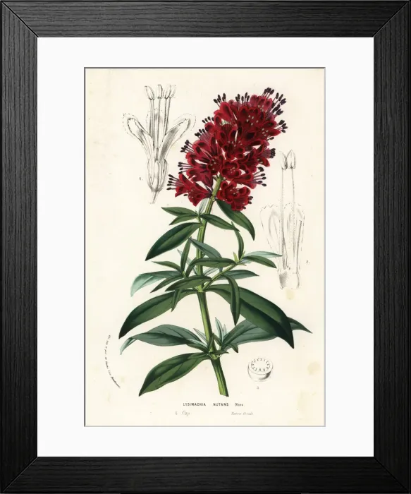 Framed Print : Cape loosestrife, Lysimachia nutans Framed Print : Cape loosestrife, Lysimachia nutans