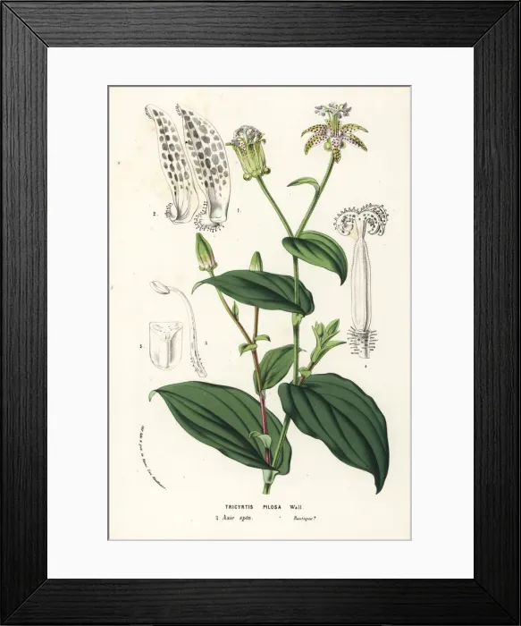 Framed Print : Toad lily, Tricyrtis maculata Framed Print : Toad lily, Tricyrtis maculata