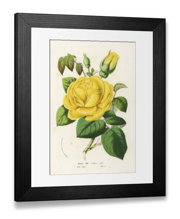Framed Print : Tea rose hybrid, Isabella Gray, Rosa odorata Framed Print : Tea rose hybrid, Isabella Gray, Rosa odorata