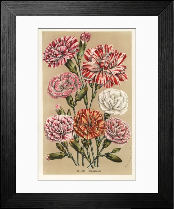 Framed Print : Carnation or clove pink cultivars, Dianthus caryophyllus Framed Print : Carnation or clove pink cultivars, Dianthus caryophyllus