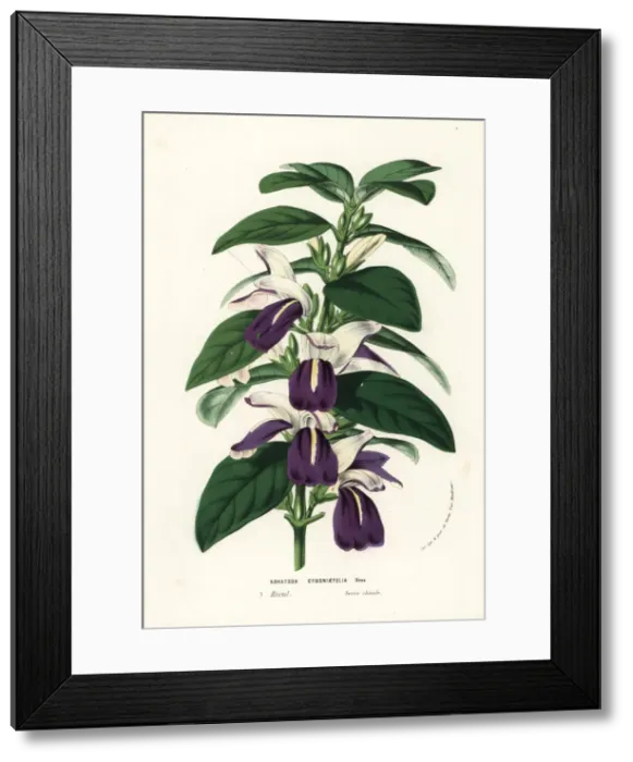 Framed Print : Justicia cydoniifolia Framed Print : Justicia cydoniifolia