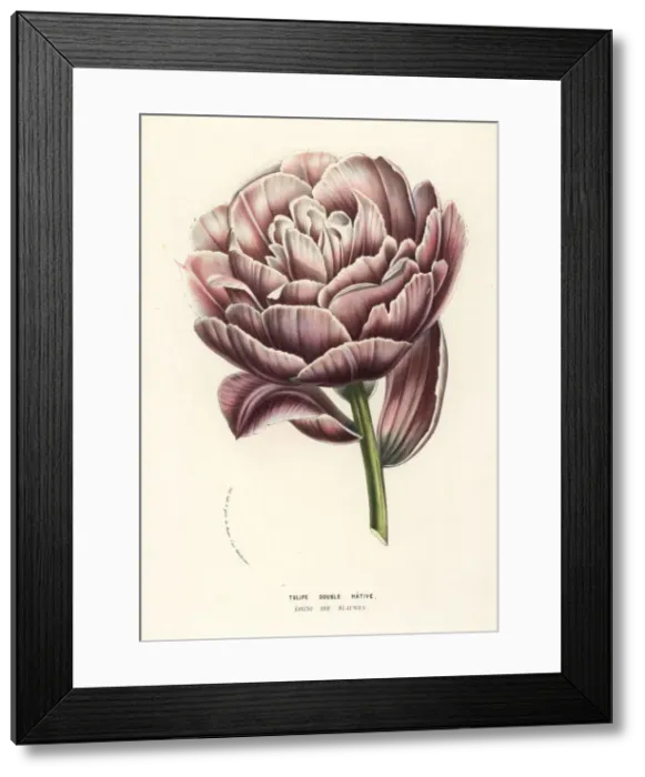 Framed Print : Tulip variety, Koning der Blauwen Framed Print : Tulip variety, Koning der Blauwen