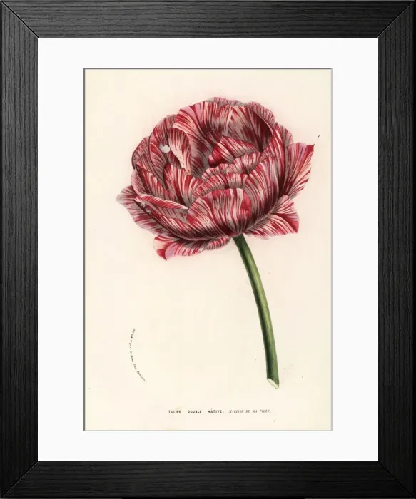 Framed Print : Tulip variety, My Daughters Wedding Framed Print : Tulip variety, My Daughters Wedding