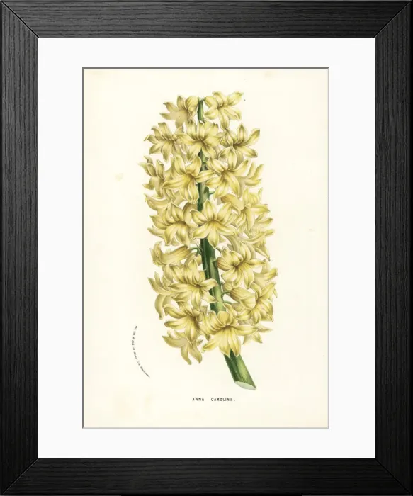 Framed Print : Hyacinth variety, Anna Carolina, Hyacinthus orientalis Framed Print : Hyacinth variety, Anna Carolina, Hyacinthus orientalis