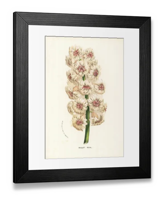 Framed Print : Hyacinth variety, Bouquet Royal, Hyacinthus orientalis Framed Print : Hyacinth variety, Bouquet Royal, Hyacinthus orientalis