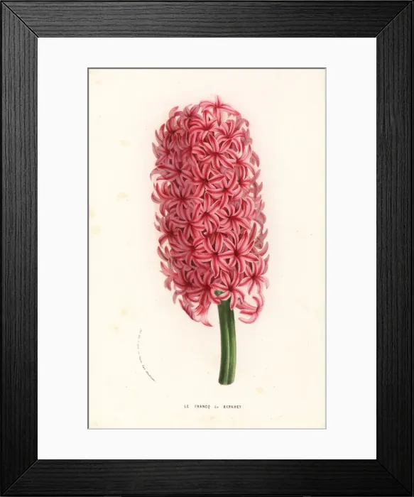 Framed Print : Hyacinth variety, le Francq van Berkhey, Hyacinthus Framed Print : Hyacinth variety, le Francq van Berkhey, Hyacinthus