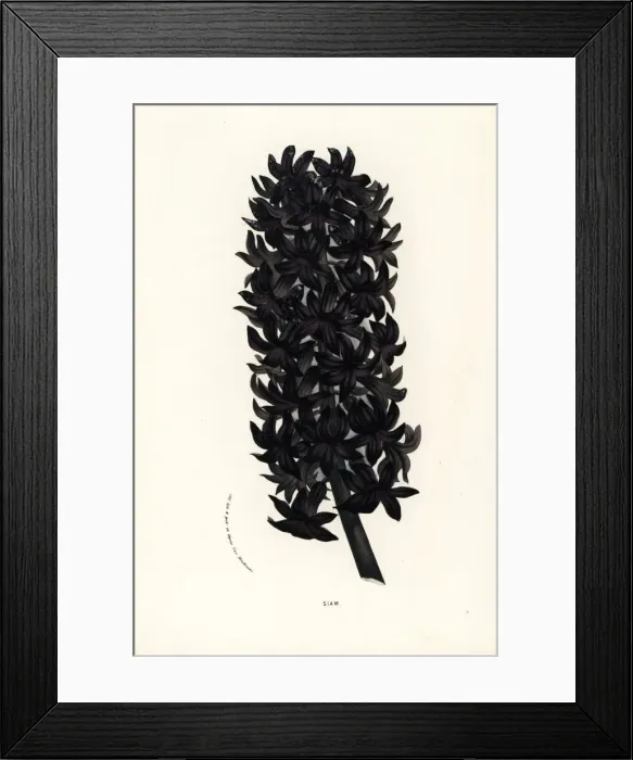 Framed Print : Hyacinth variety, Siam, Hyacinthus orientalis Framed Print : Hyacinth variety, Siam, Hyacinthus orientalis
