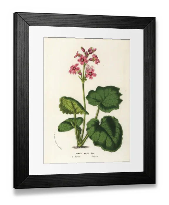 Framed Print : Soft-leaved primrose, Primula mollis Framed Print : Soft-leaved primrose, Primula mollis