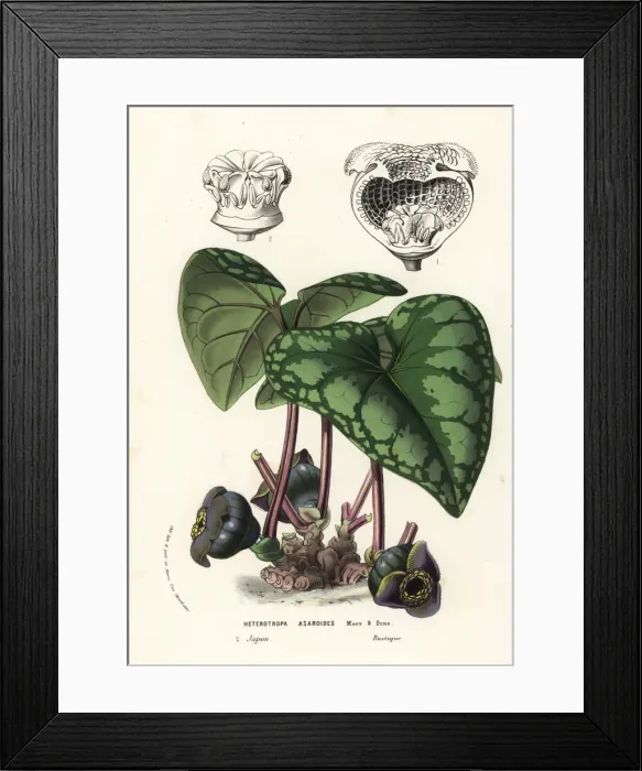 Framed Print : Wild ginger plant, Asarum blumei Framed Print : Wild ginger plant, Asarum blumei