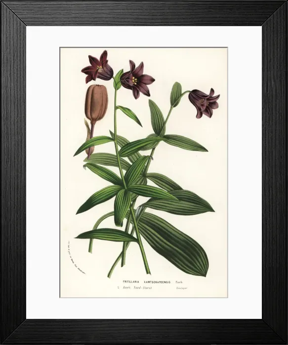 Framed Print : Chocolate lily, Fritillaria biflora Framed Print : Chocolate lily, Fritillaria biflora