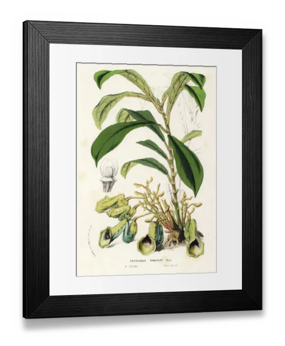 Framed Print : Dutchmans pipe, Aristolochia thwaitesii. Vulnerable Framed Print : Dutchmans pipe, Aristolochia thwaitesii. Vulnerable