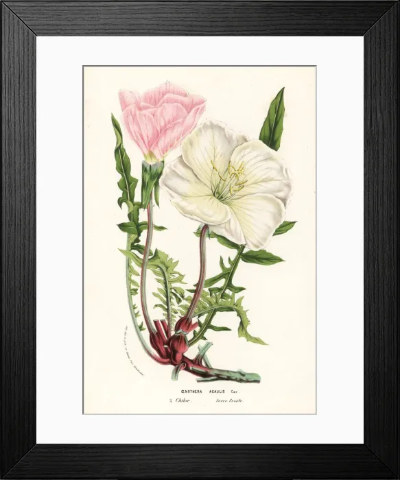 Framed Print : Evening primrose, Oenothera acaulis Framed Print : Evening primrose, Oenothera acaulis