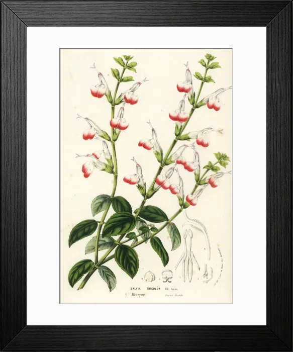 Framed Print : Three-colored sage, Salvia tricolor Framed Print : Three-colored sage, Salvia tricolor