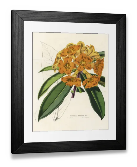 Framed Print : Brookes rhododendron, Rhododendron javanicum Framed Print : Brookes rhododendron, Rhododendron javanicum