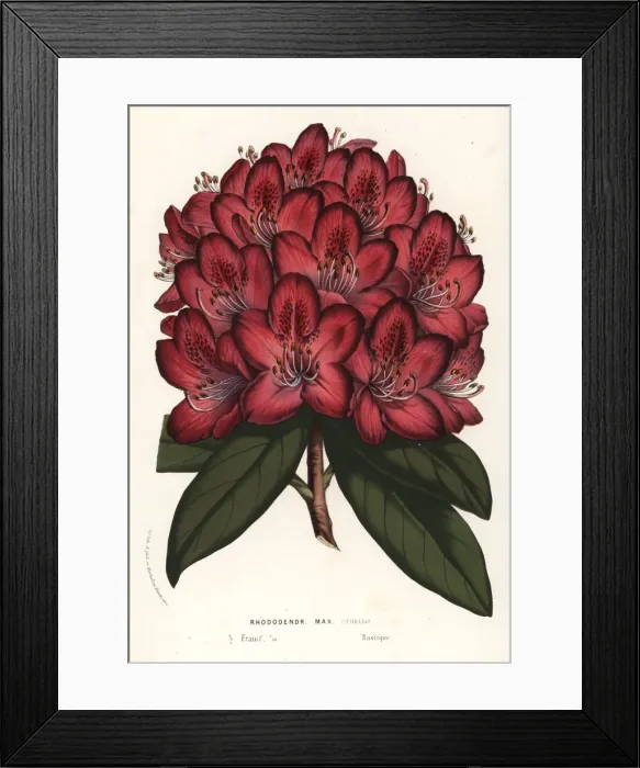 Framed Print : Great rhododendron hybrid, Othello, Rhododendron maximum Framed Print : Great rhododendron hybrid, Othello, Rhododendron maximum