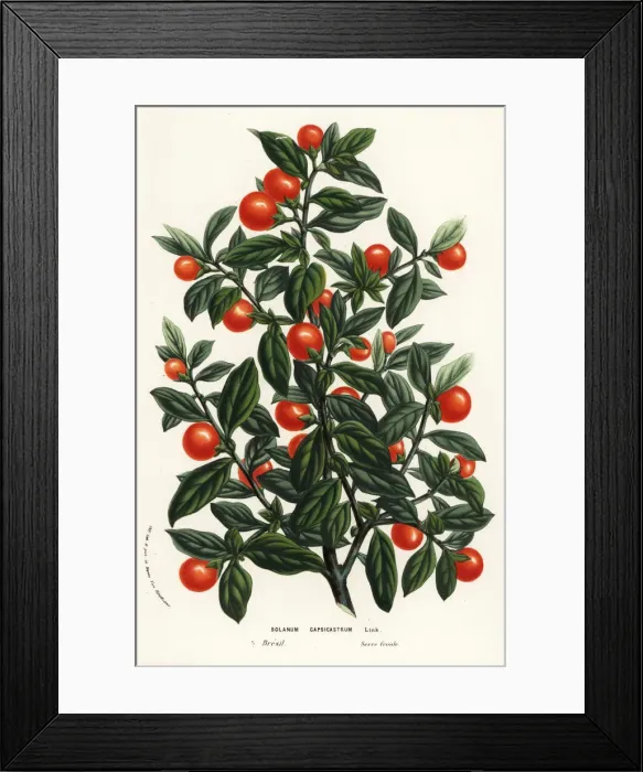 Framed Print : Madeira winter cherry, Solanum pseudocapsicum Framed Print : Madeira winter cherry, Solanum pseudocapsicum