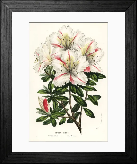Framed Print : Azalea hybrid, Alexandre II, Rhododendron indicum Framed Print : Azalea hybrid, Alexandre II, Rhododendron indicum