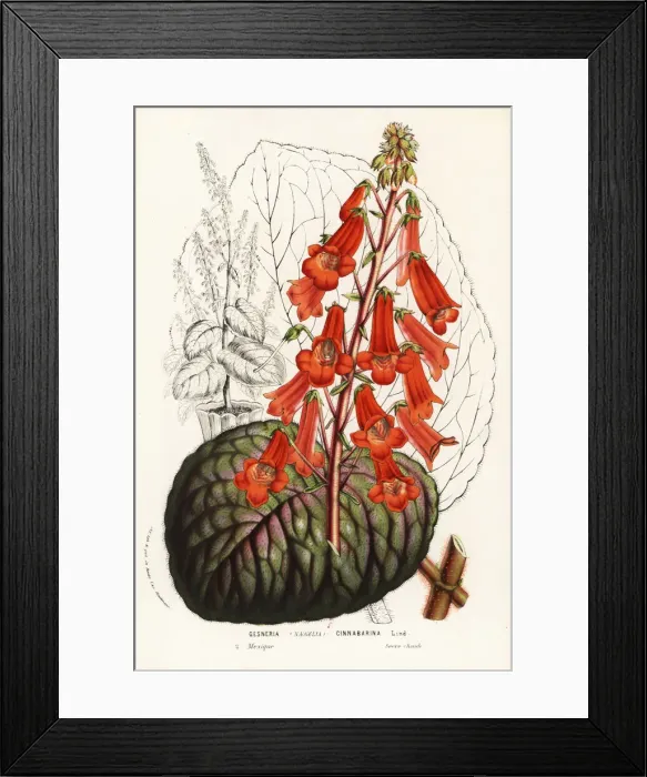 Framed Print : Temple bells, Smithiantha cinnibarina Framed Print : Temple bells, Smithiantha cinnibarina