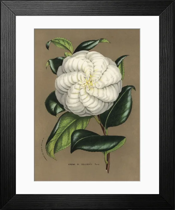 Framed Print : Camellia cultivar, Virgine di Collebeato, Camellia japonica Framed Print : Camellia cultivar, Virgine di Collebeato, Camellia japonica