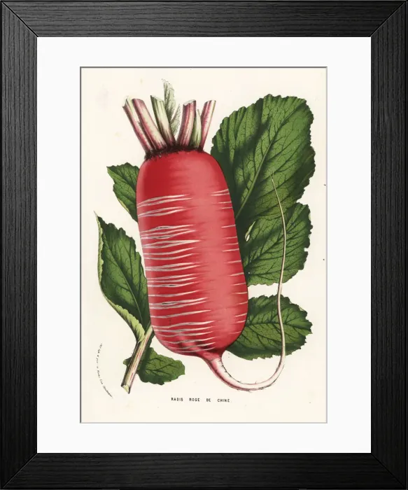 Framed Print : Daikon or Chinese radish, Raphanus sativus Framed Print : Daikon or Chinese radish, Raphanus sativus