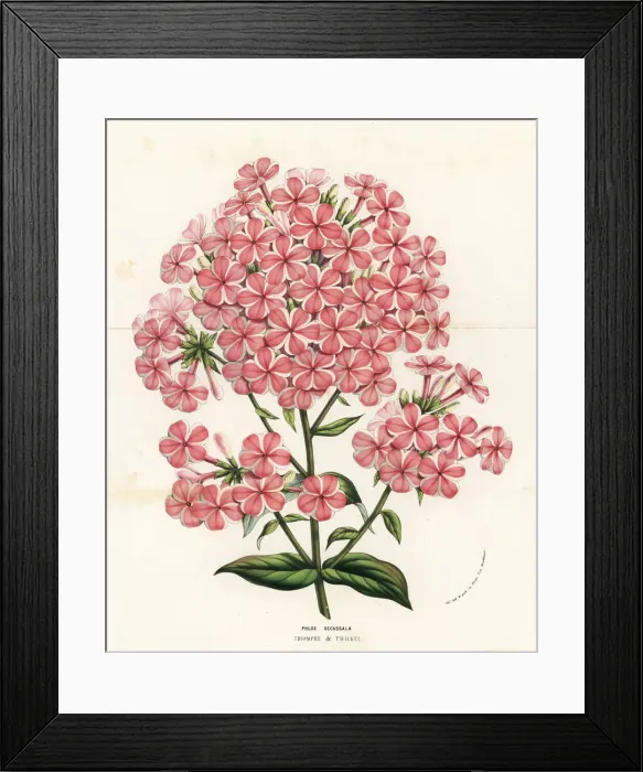 Framed Print : Gardem phlox variety, Triomphe de Twickel, Phlox paniculata Framed Print : Gardem phlox variety, Triomphe de Twickel, Phlox paniculata