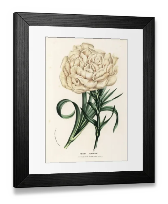 Framed Print : Carnation variety, Souvenir de la Malmaison Framed Print : Carnation variety, Souvenir de la Malmaison