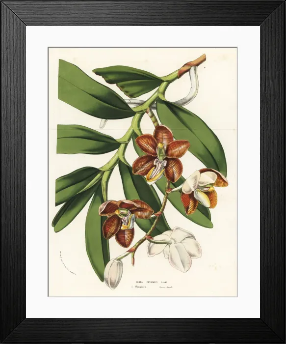 Framed Print : Cathcarts arachnanthe orchid, Esmeralda cathcartii Framed Print : Cathcarts arachnanthe orchid, Esmeralda cathcartii